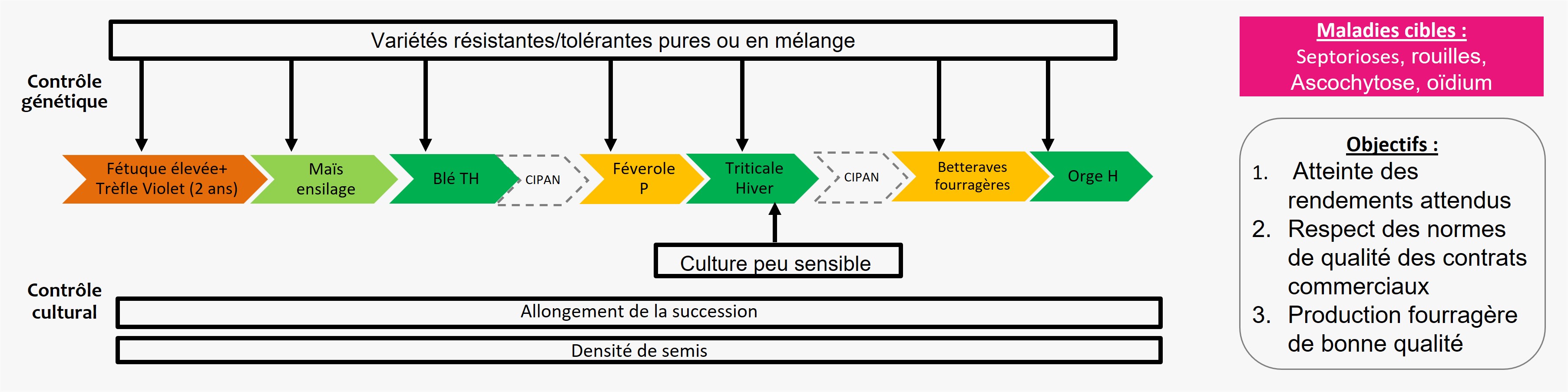 Schéma décisionnel simplifié de gestion des maladies dans le système de culture Rés0Pest du Rheu