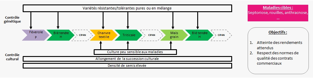 Schéma décisionnel simplifié de la gestion des maladies dans le système de culture de Grignon