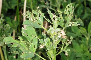 Photo de dégâts de phytonomes sur Luzerne