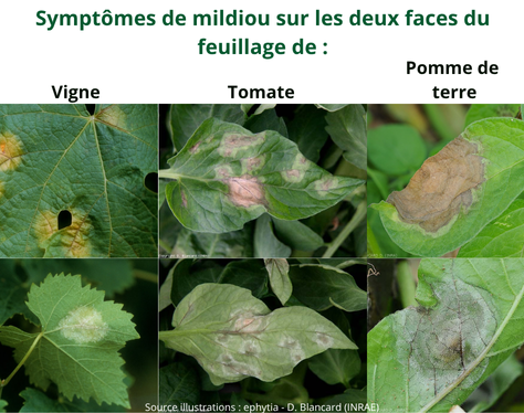 Symtpomes du mildiou sur feuille : tache jaune ou brune dessus, feutrage blanc dessous