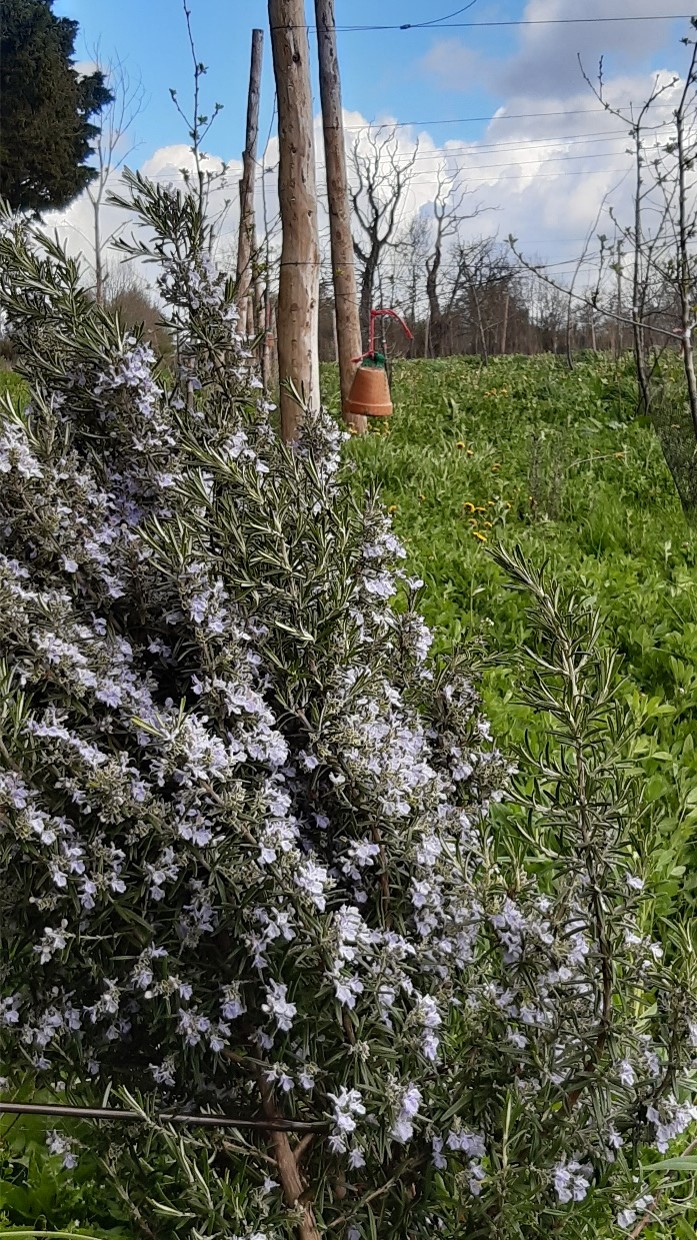 Plantes de service
