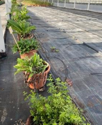 Plantes de service
