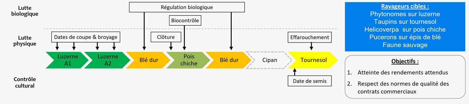 Schéma décisionnel des gestion des ravageurs dans l'essai Rés0Pest de Mauguio