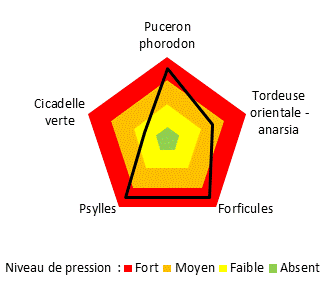 Pression des ravageurs: Forte pression des forficules, du puceron Phorodon humilifoliae et des psylles