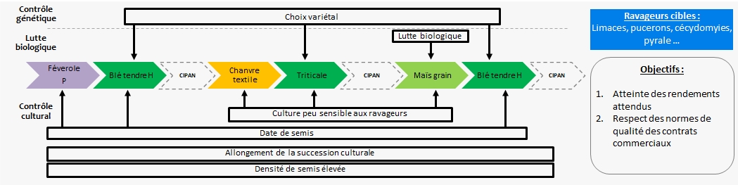 Schéma décisionnel simplifié de la gestion des ravageurs dans le système de culture de grignon