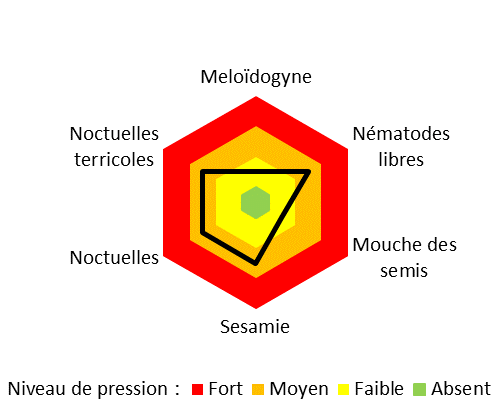 Niveaux de pression ravageurs du site 3 Nouvelle Aquitaine du projet AlterCarot