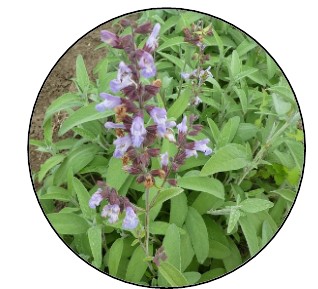 Salvia officinalis