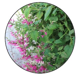Salvia dorisiana