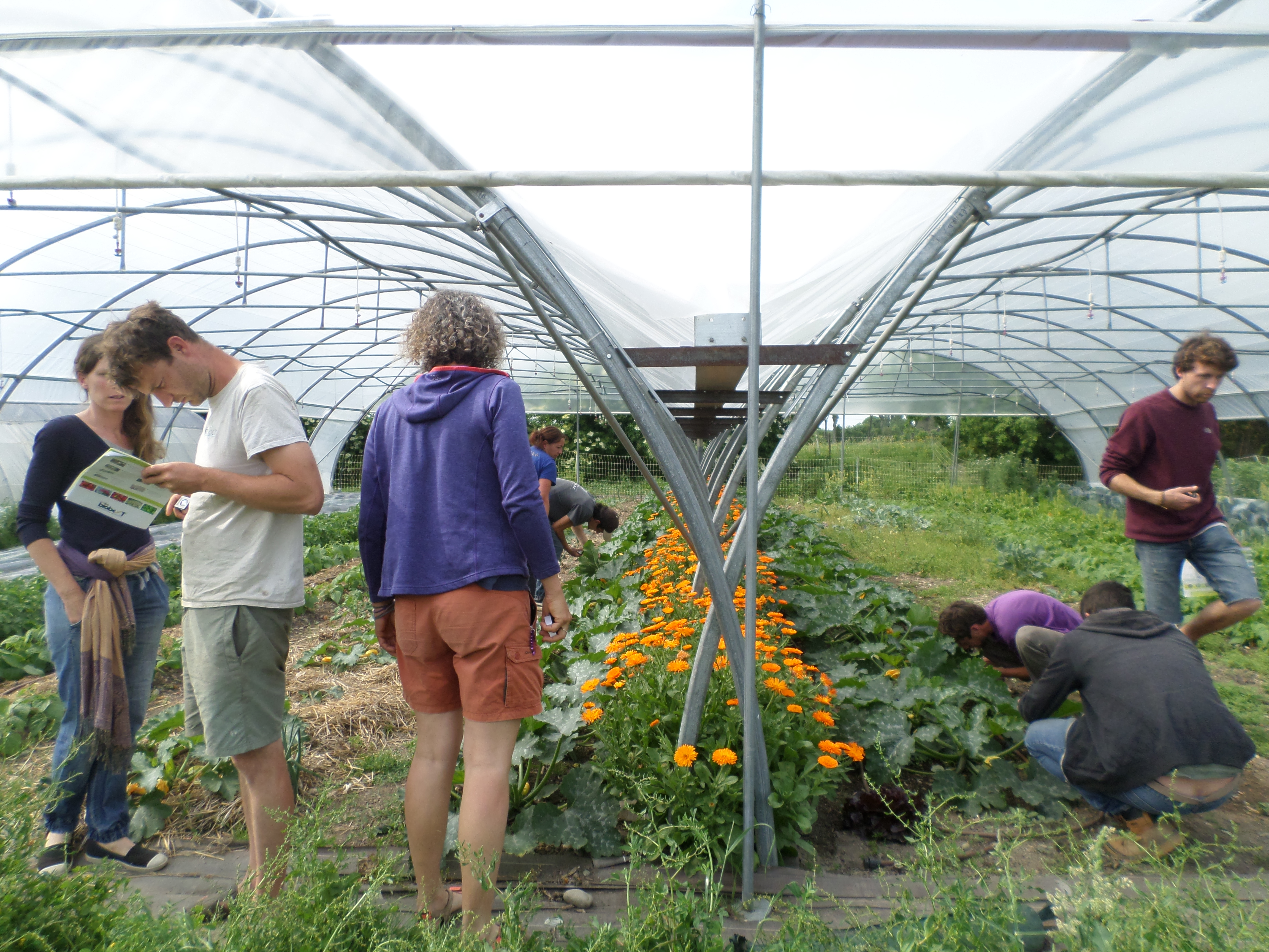 Bandes fleuries sur la ferme d’Alban REVEILLE à Cazères (31) pour gérer les premiers pucerons sur courgettes