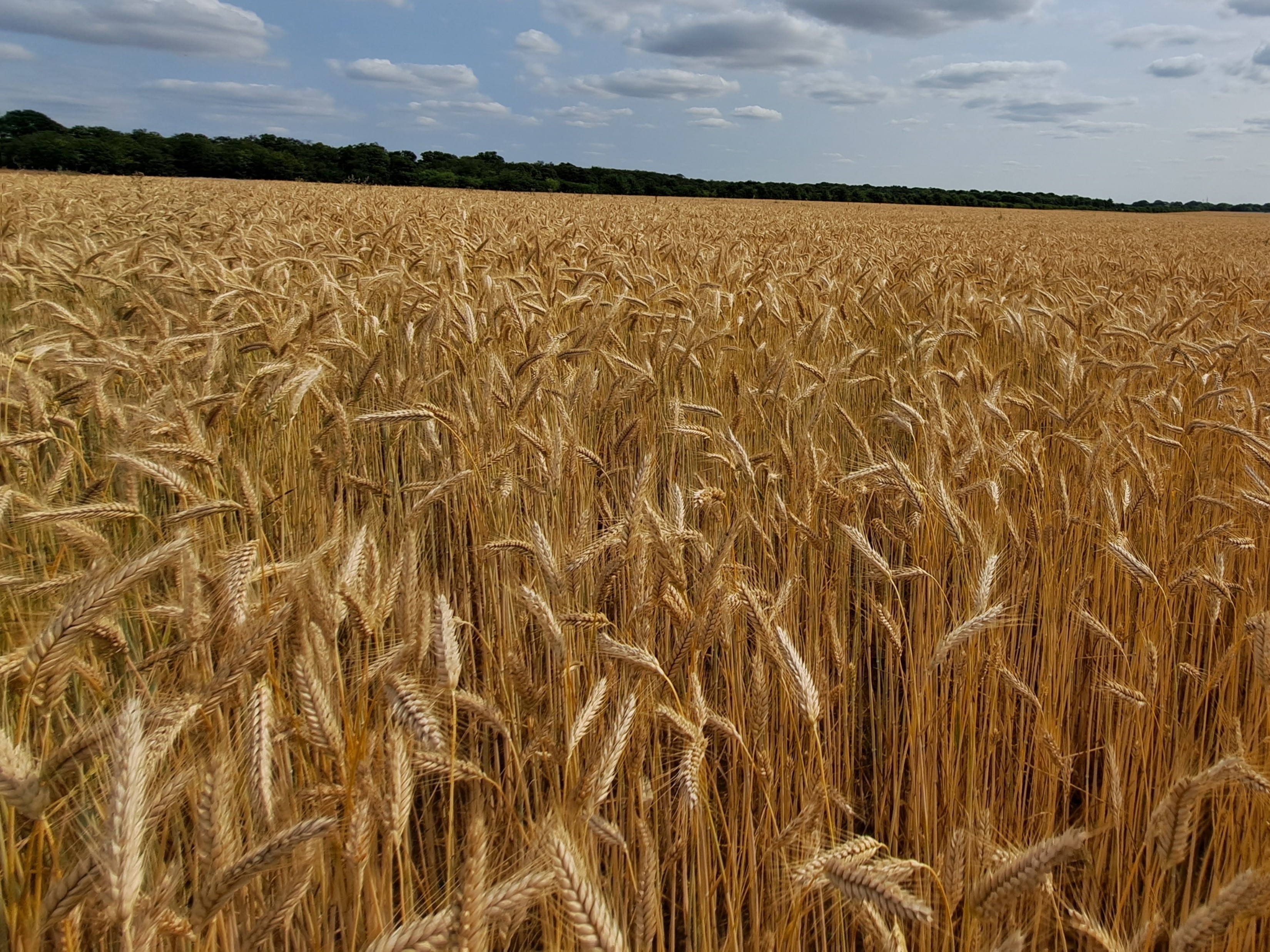 Système Producteur- Triticale (2023) - Ferme Campus Natur'Alim (Chartres - La Saussaye)