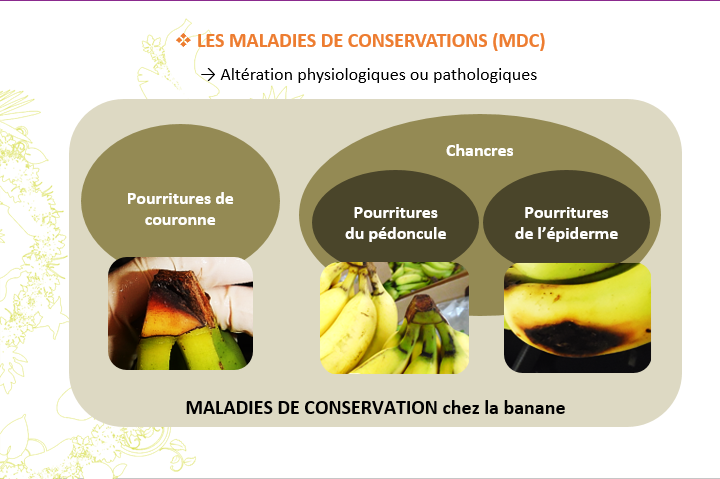 Les maladies de conservation