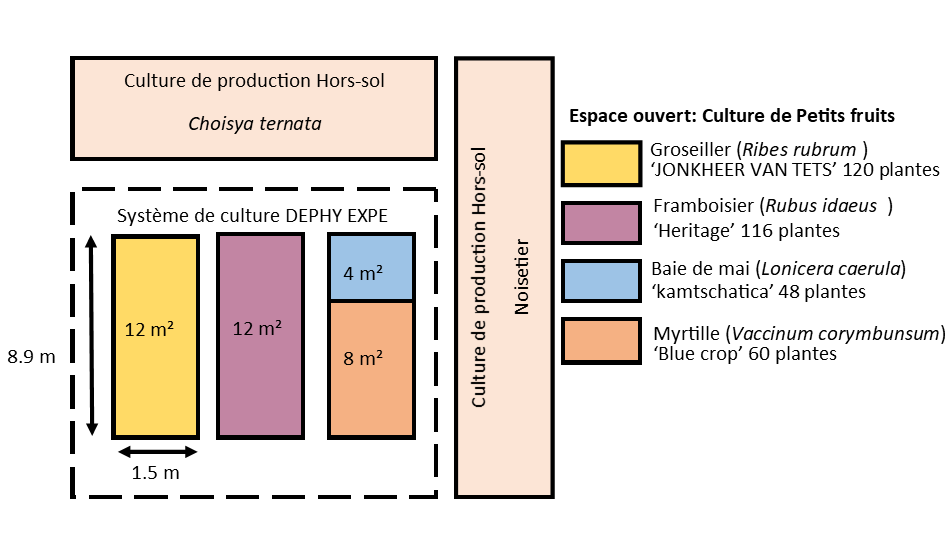 Disposition petits fruits