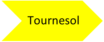 Terme de la succession tournesol