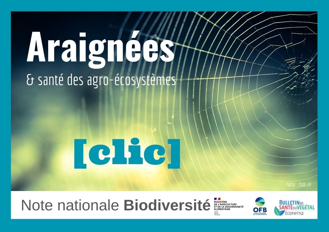 araignées note biodiv