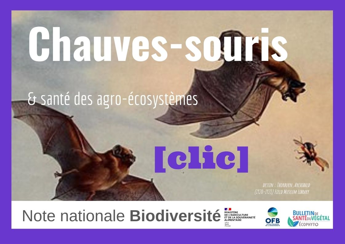 note biodiv chauve souris