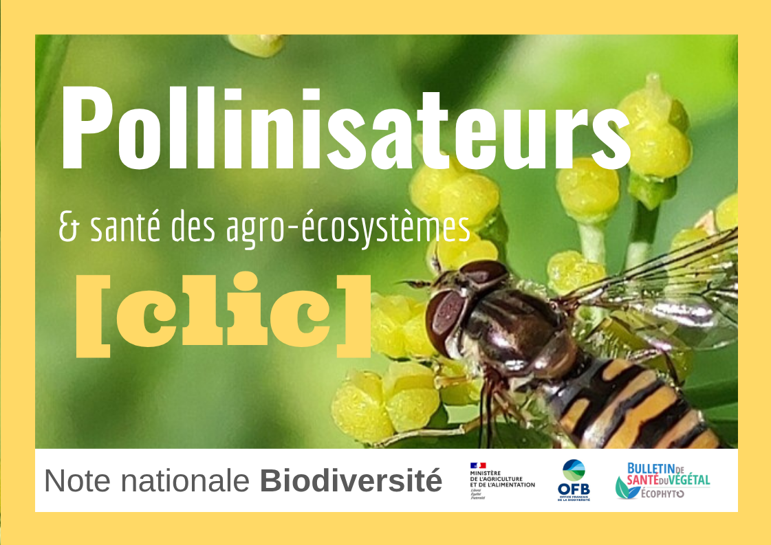 Vignette pollinisateurs