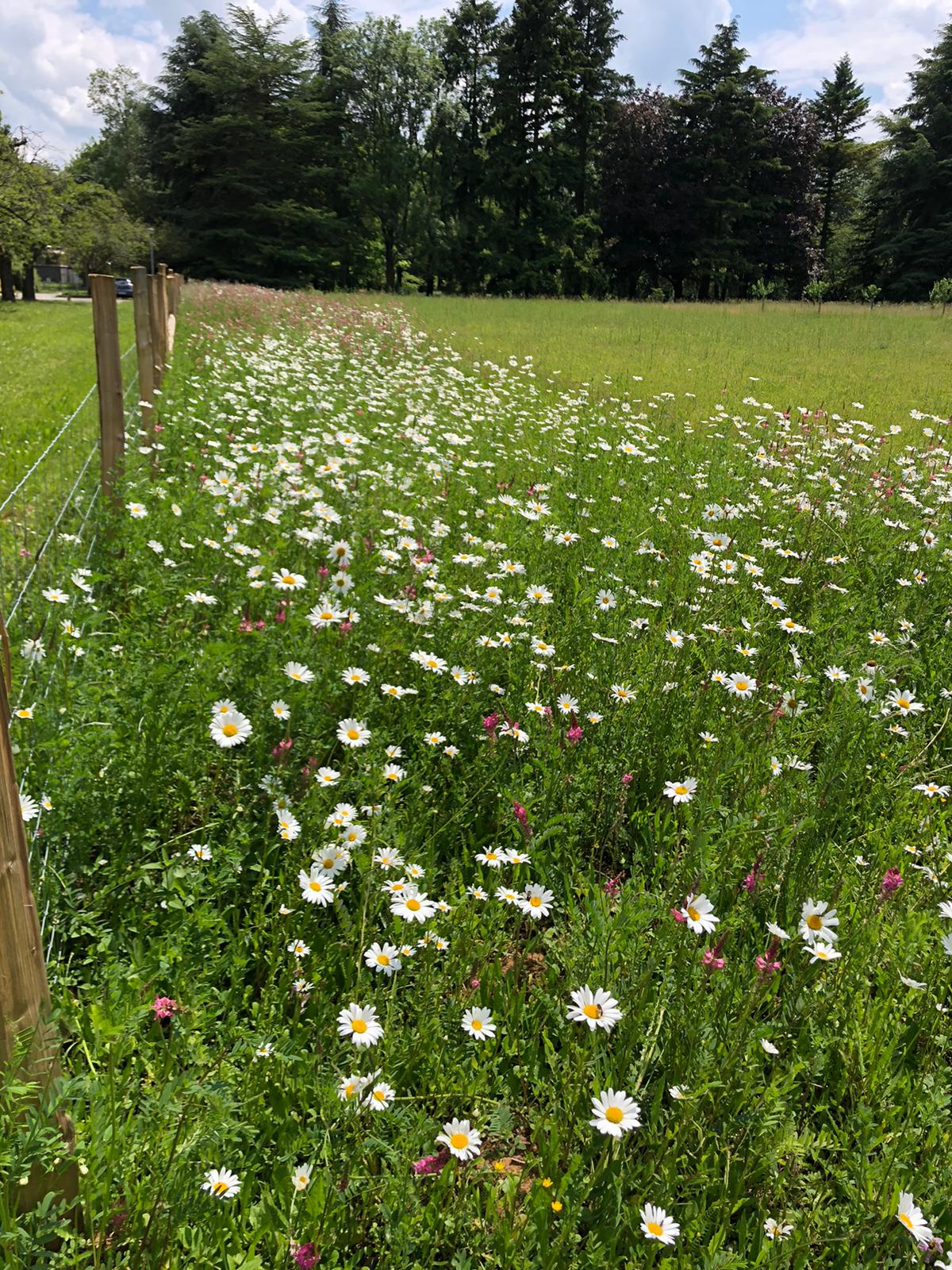 Bande fleurie, Ferme du Campus Natur'Alim (Chartres - La Saussaye)