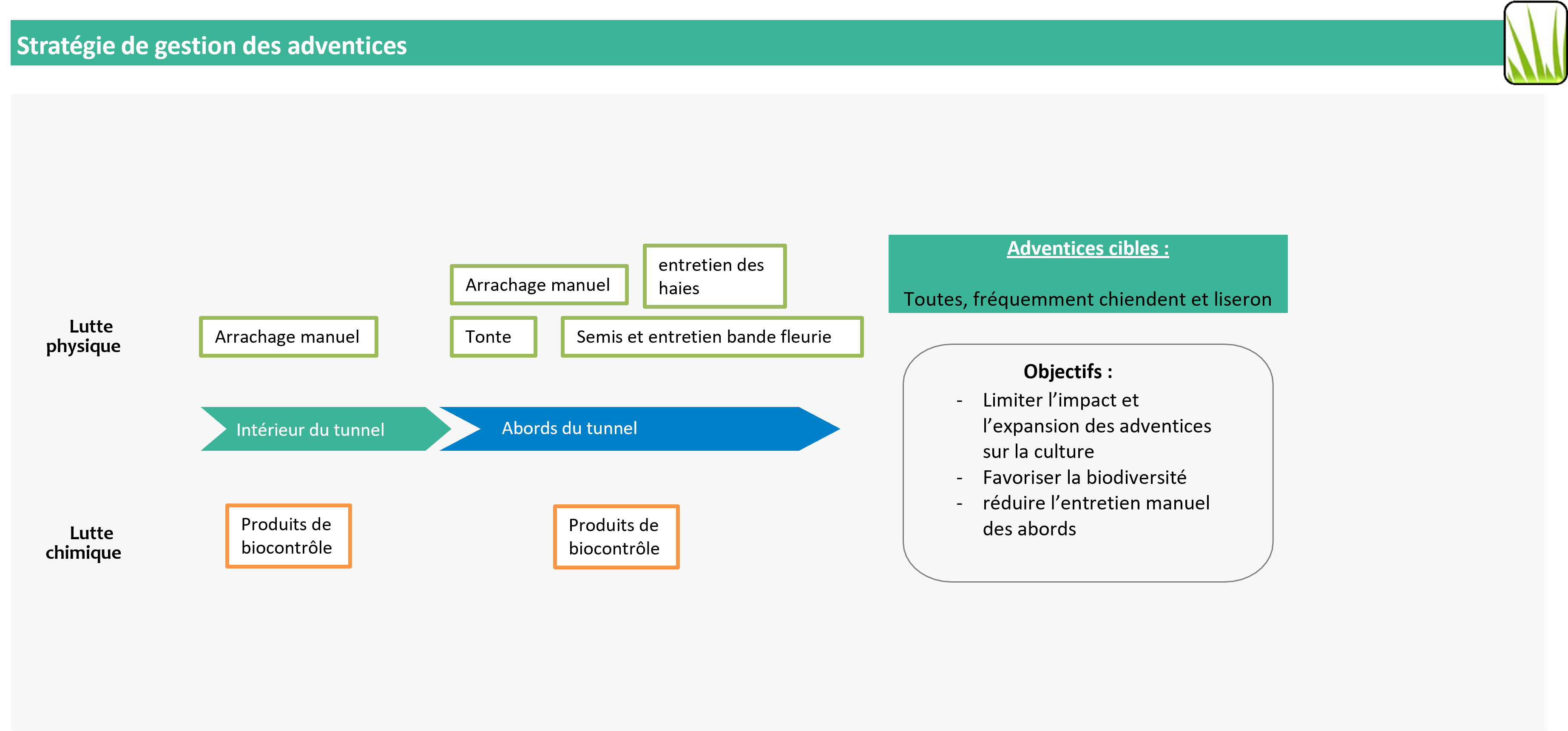 schémas décisionnel adventices