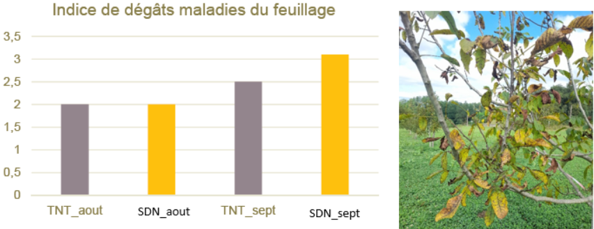 graphique et photo feuilles