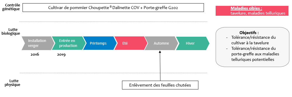 Schéma décisionnel maladies