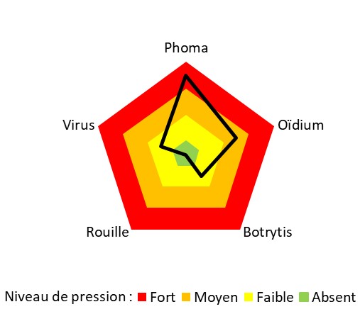 Niveaux de pression en maladies