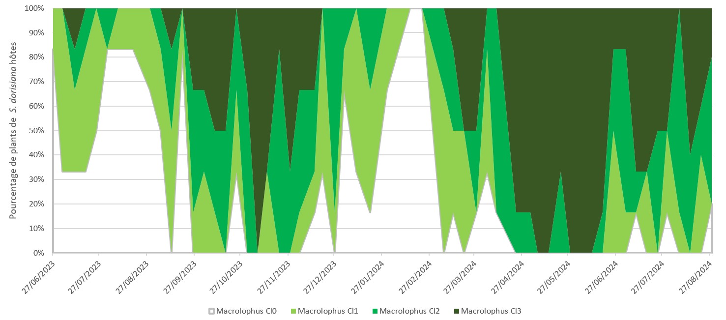 Evolution des populations de macrolophus sur S. dorisiana