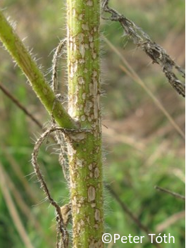 dégâts tiges