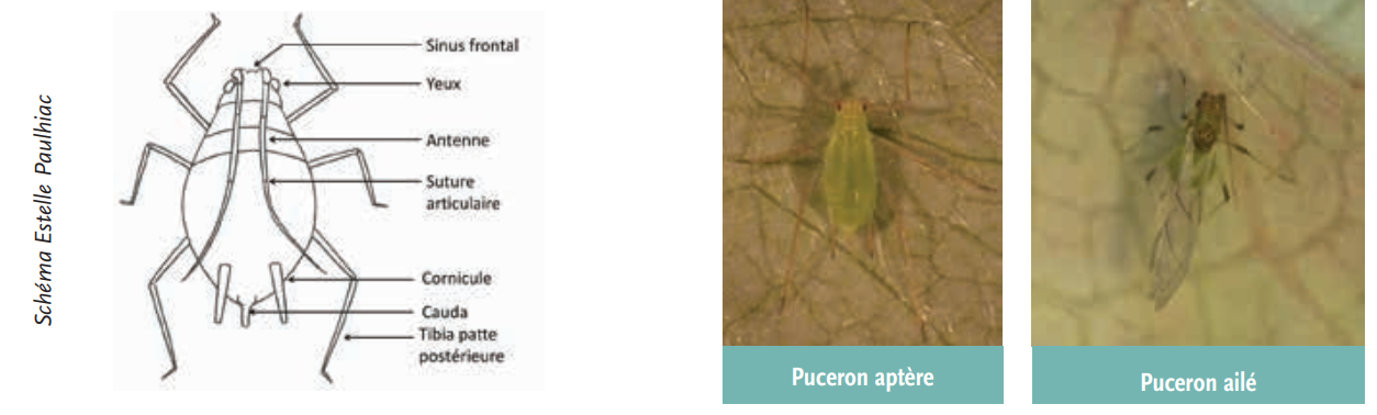 anatomie_pucerons