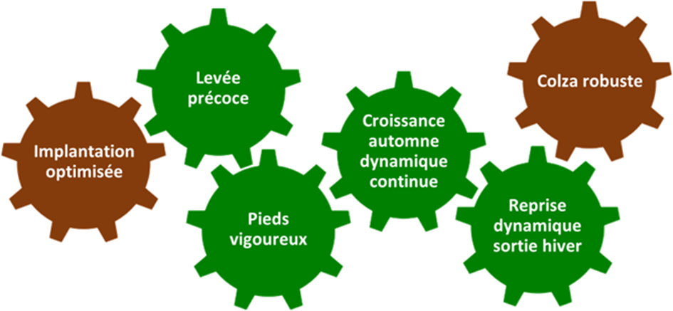 Implantation optimisée, levée précoce, pieds vigoureux, croissance automne dynamique continue, reprise dynamique sortie hiver -> colza robuste