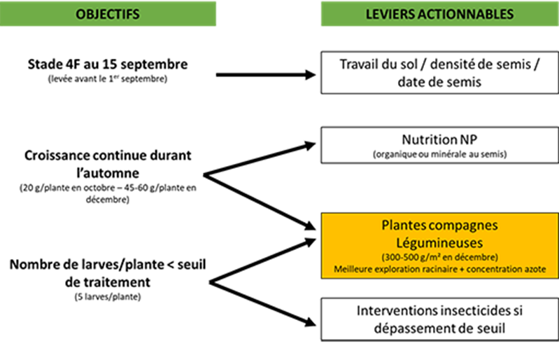 Stade 4f au 15/09->travail du sol/densité semis, date semis. Croissance continue durant automne -> nutrition NP & Plantes compagnes, légumineuses. Nb larves/plante<seuil de traitement ->plantes compagnes/légumineuses & insecticide si dépassement seuil
