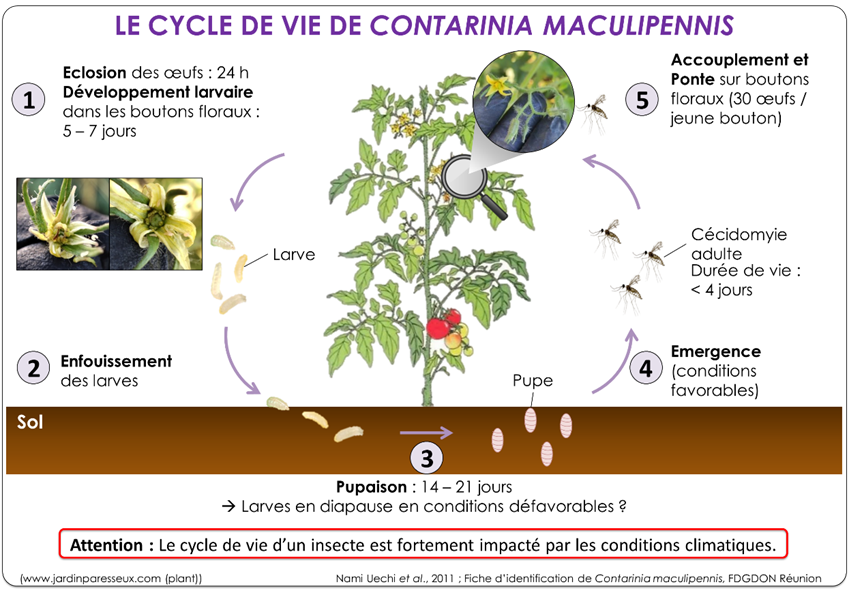 cycle de vie de contarinia maculipennis 