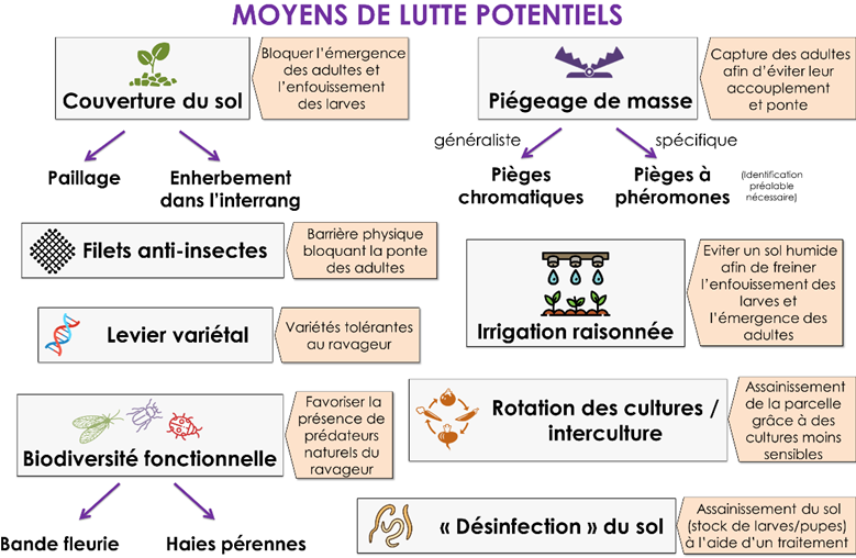 moyens de lutte : couverture du sol, filets, levier variétal, biodiversité fonctionnelle, piégeage de masse, rirrigation raisonnée, rotation, désinfection du sol