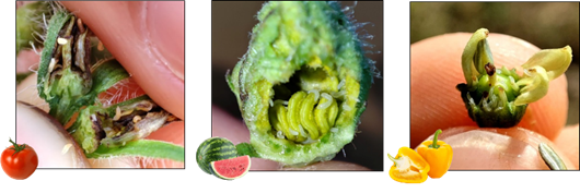 photos de larves de ecidliyies a l'intérieur de boutons floraux de tomate, pastèque et poviron