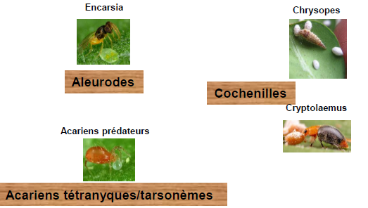 Lutte contre les aleurodes/acariens/cochenilles