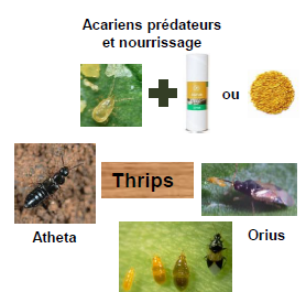Lutte contre les thrips