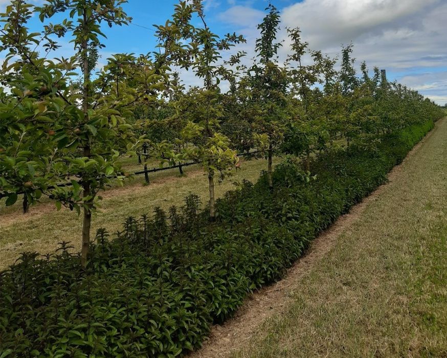 Menthe sur le rang 2024