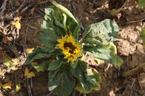 Tournesol attaqué par le mildiou