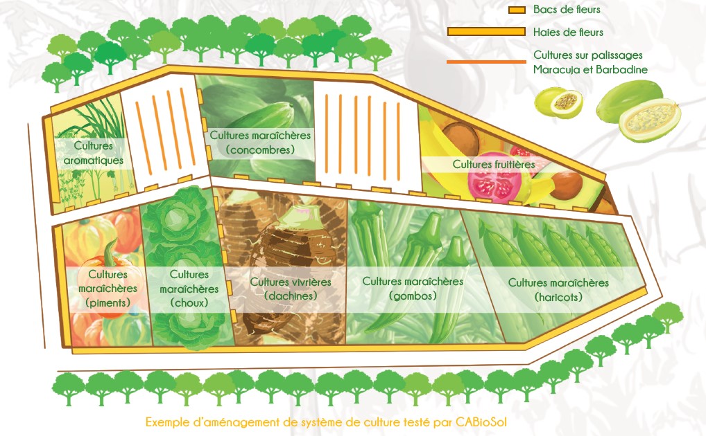 schéma simplifié d'une parcelle agricole découpée en différentes sous unités, quadrillée de bandes relais internes et externes. 