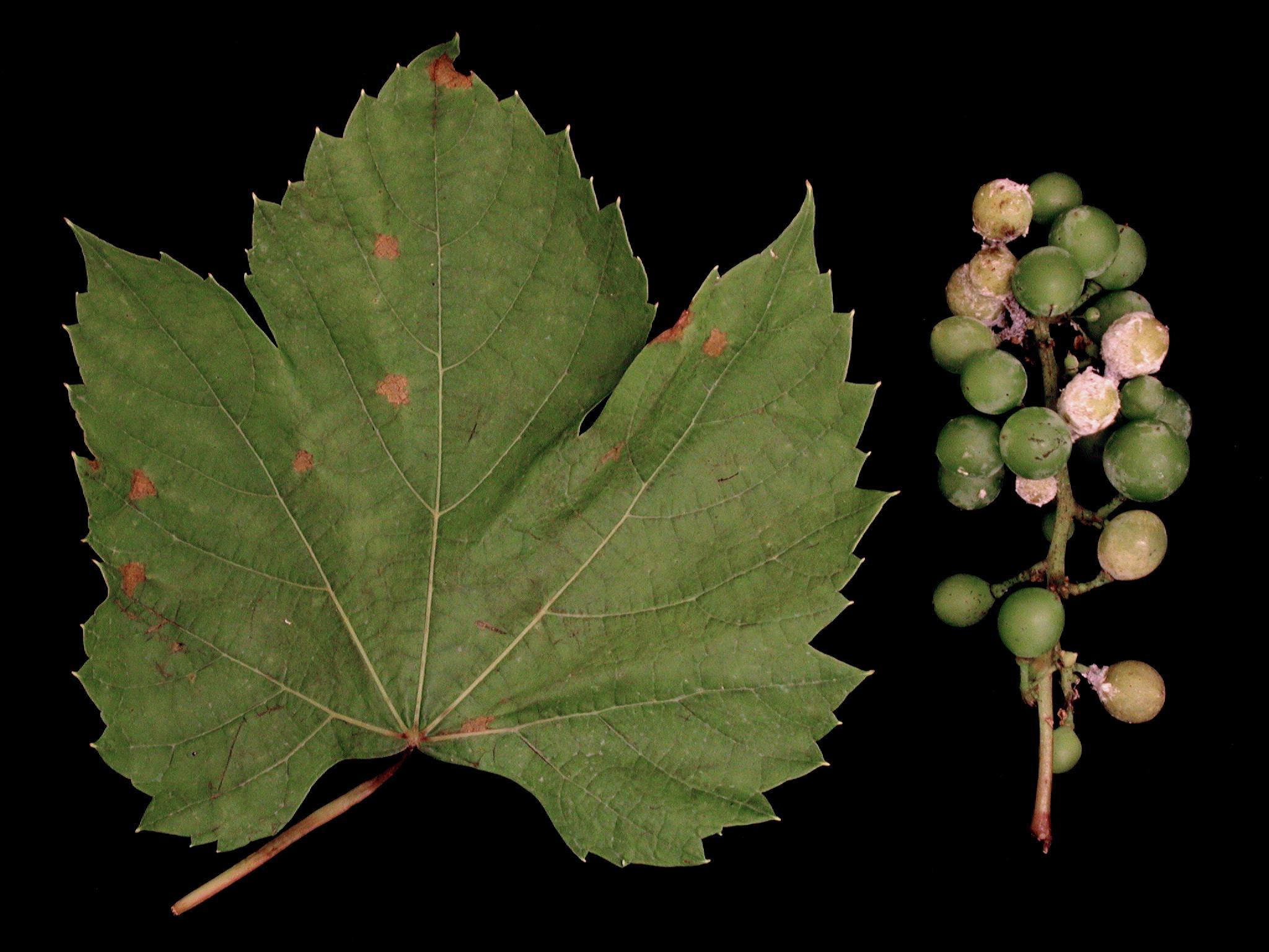 mildiou vigne