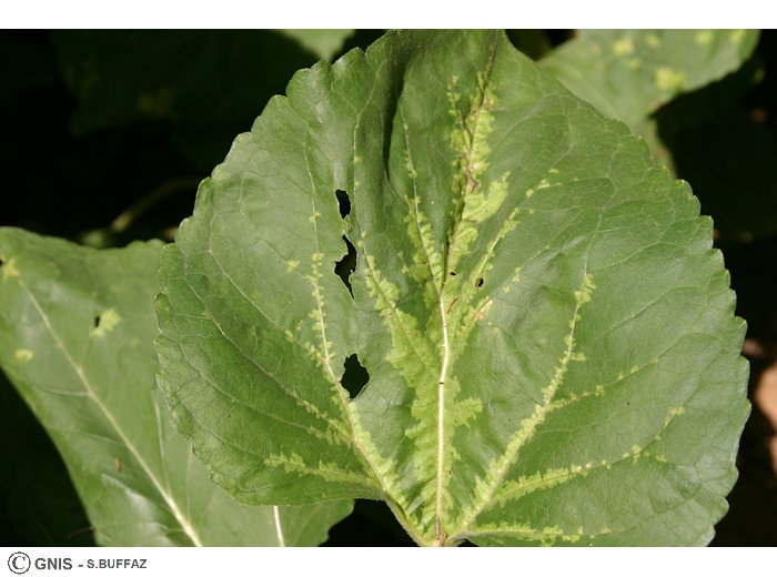 feuille