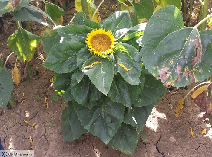 tournesol
