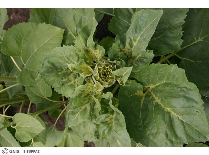 Symptômes de Plasmopara halstedii sur feuille de tournesol - Crédit : S. BUFFAZ, Site Ephytia