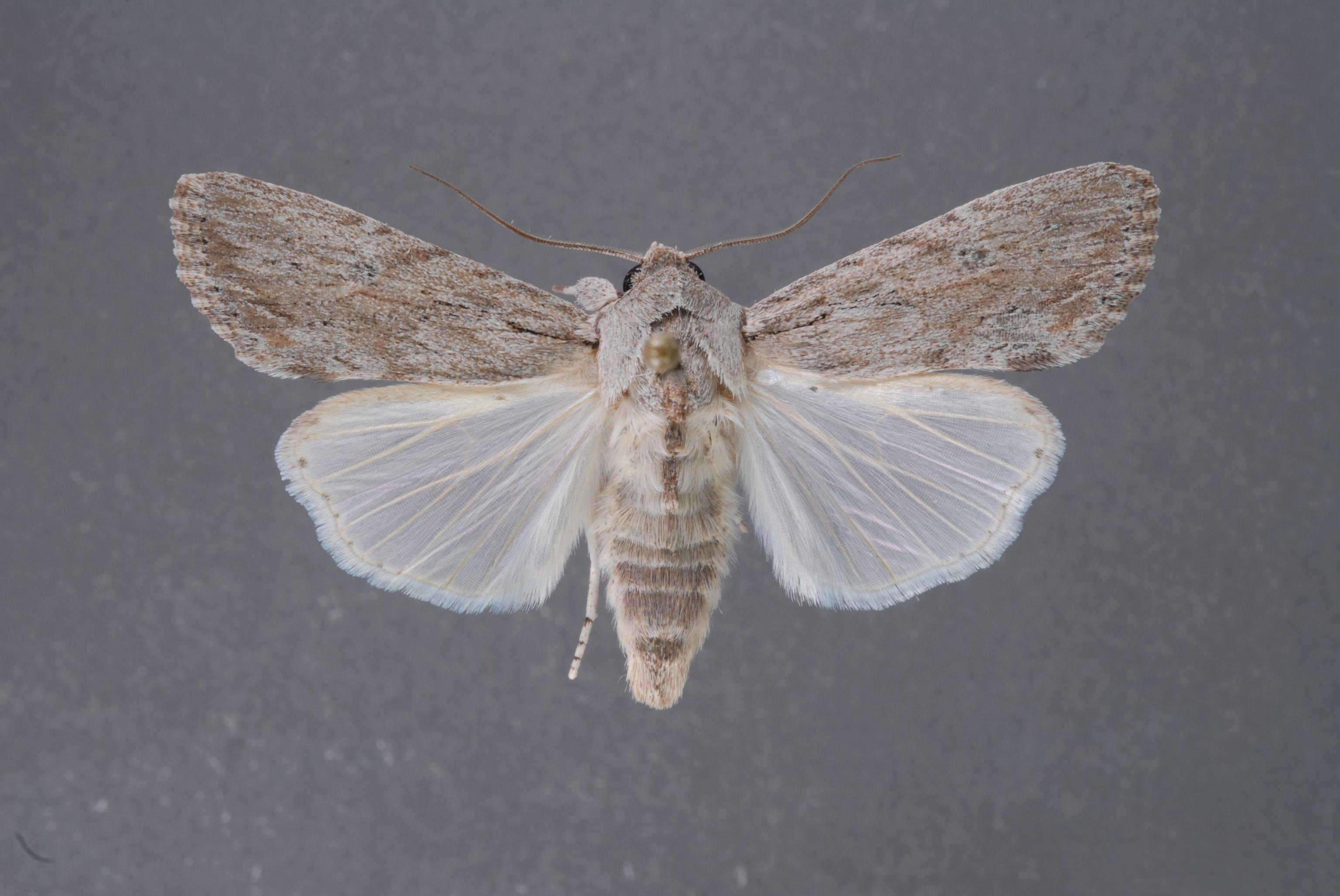 spodoptera
