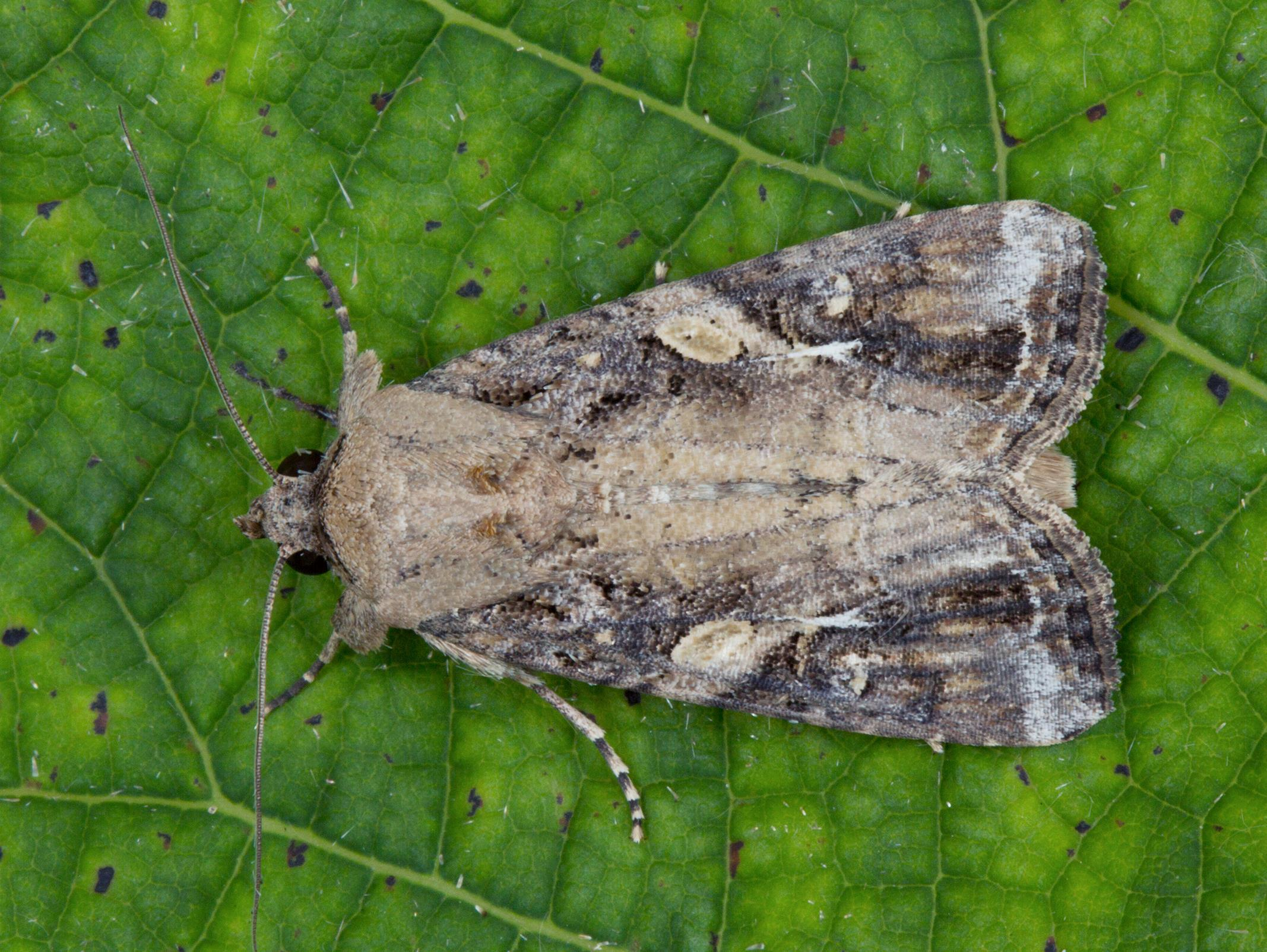 papillon