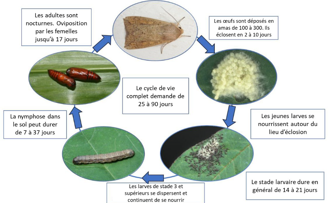 cycle de vie