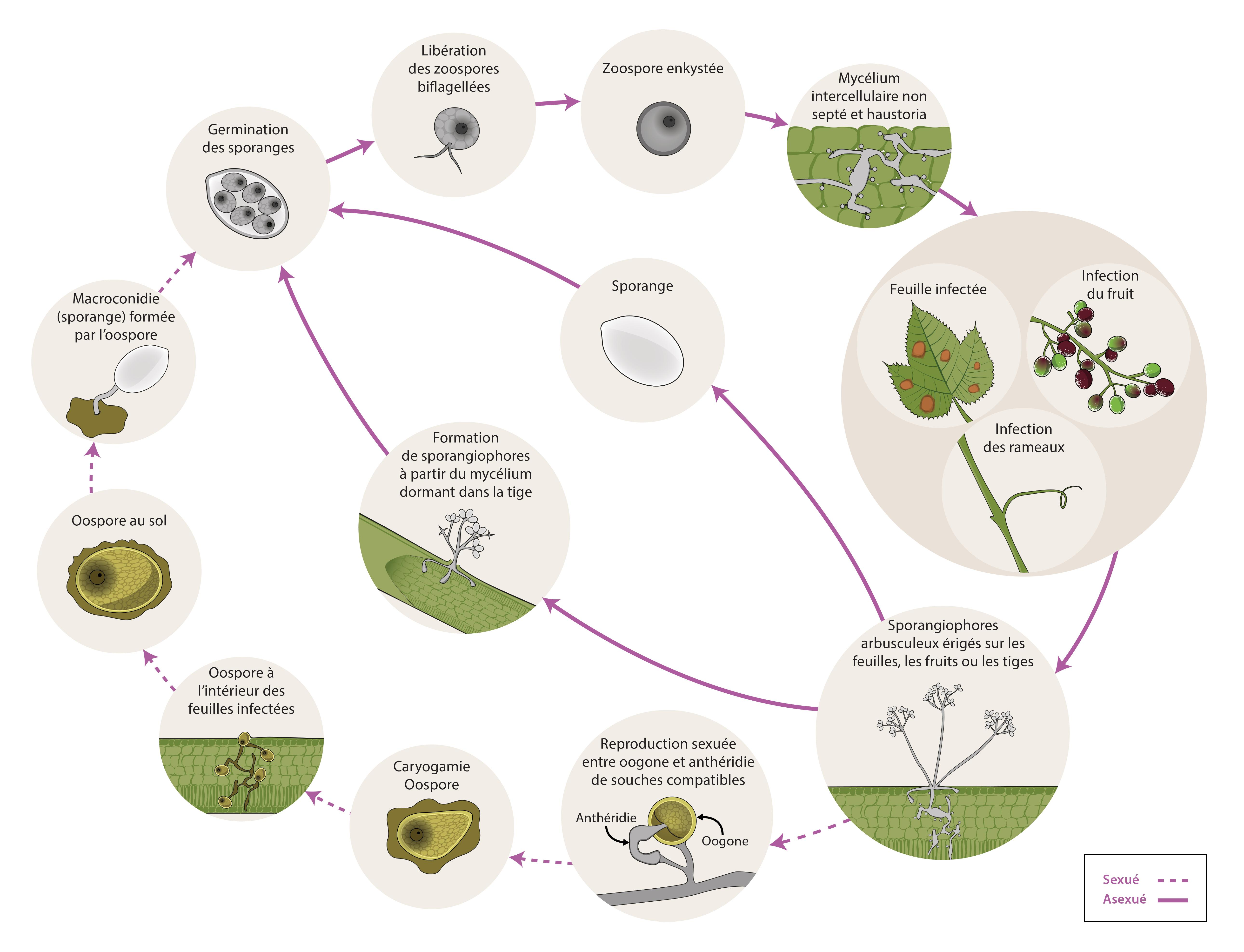 Cycle épidémiologique de Plasmopara viticola