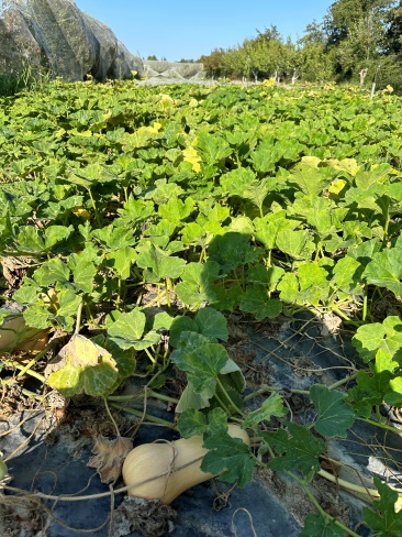Courges sur bâche