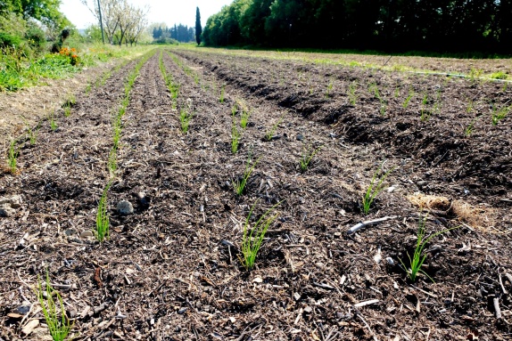 OIgnons sur compost