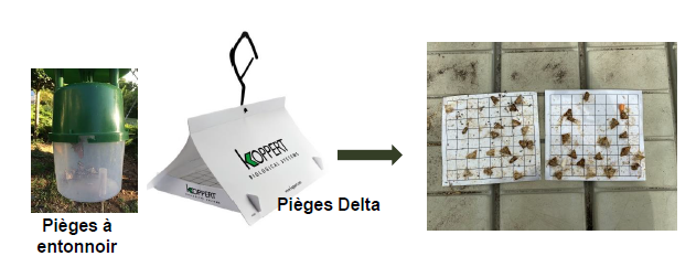 Piégeage