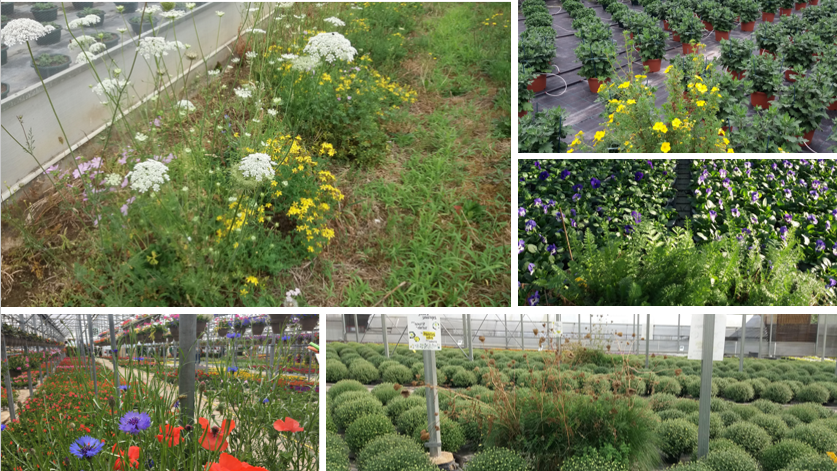 plantes de service et bande fleurie